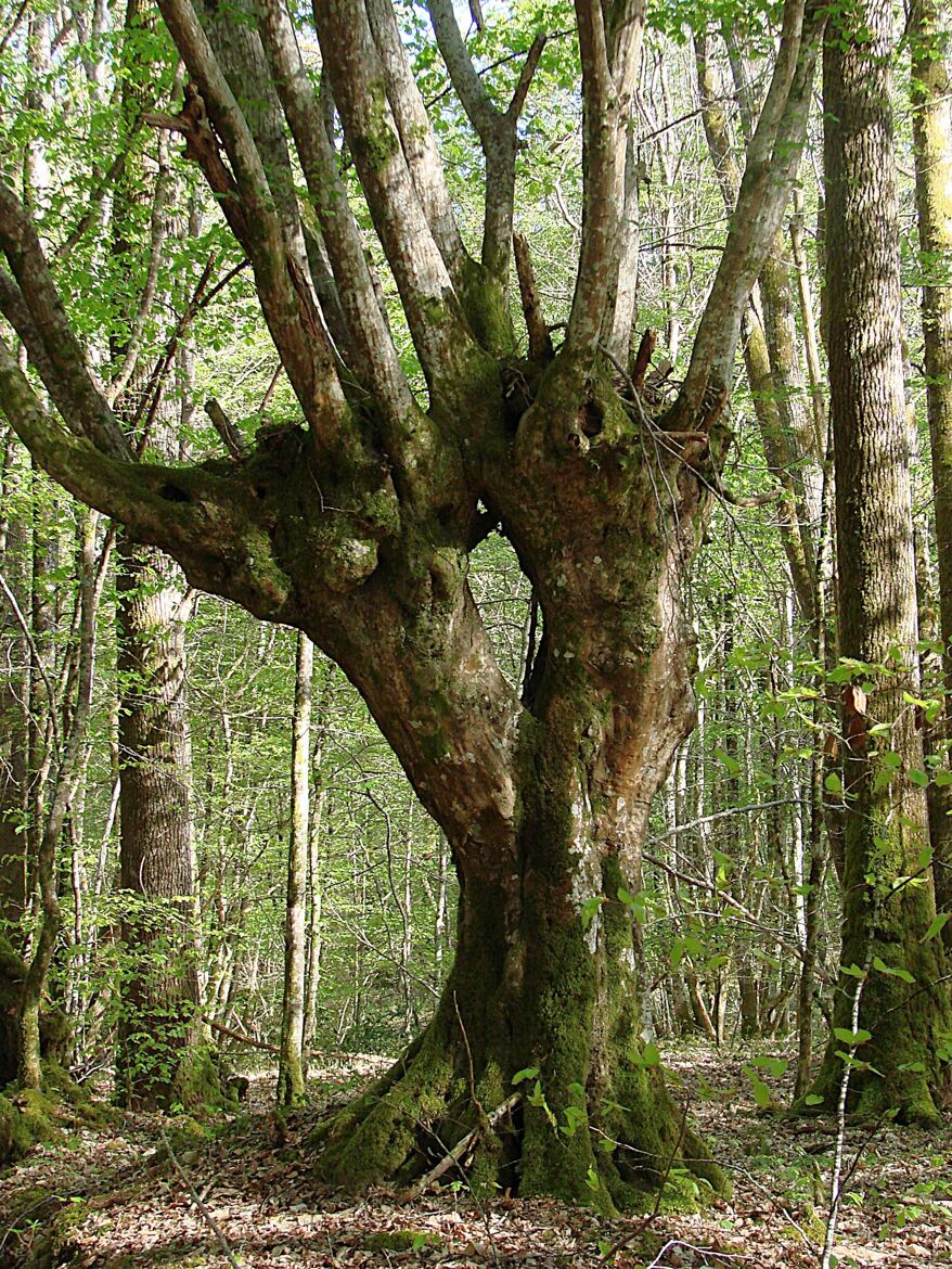 Surprise forestière