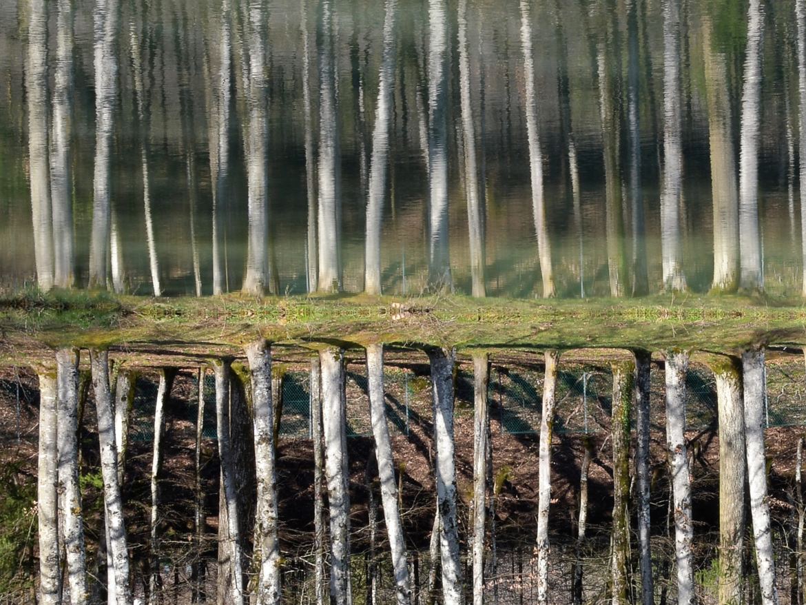 forêt sans dessus-dessous