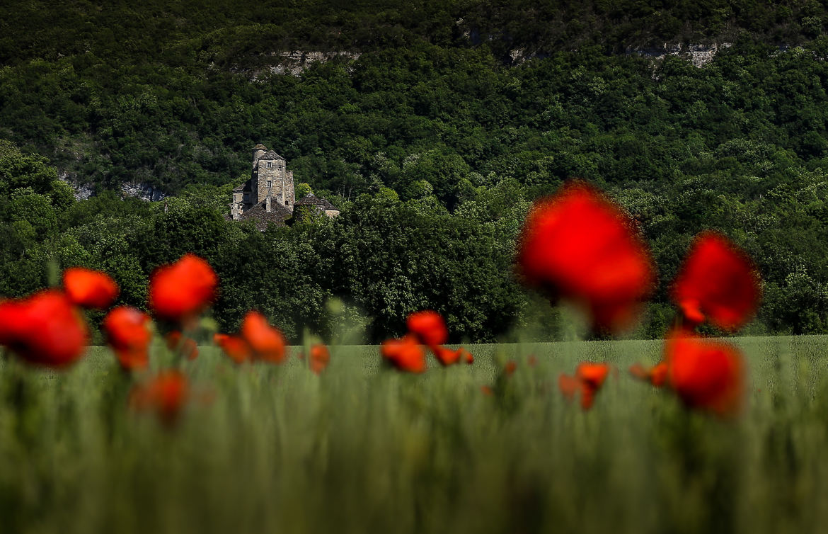 Château et coquelicots