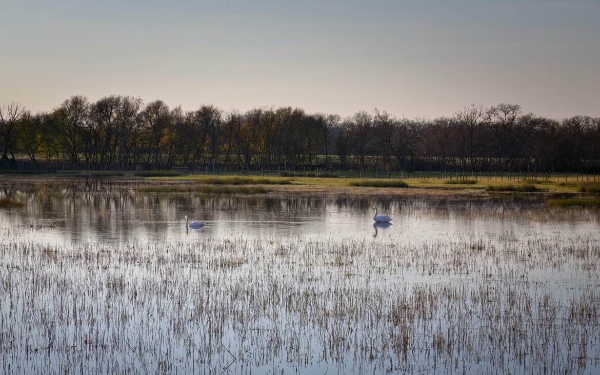 Le lac des cygnes