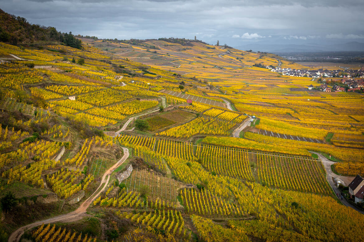 L'automne dans le vignoble Alsacien