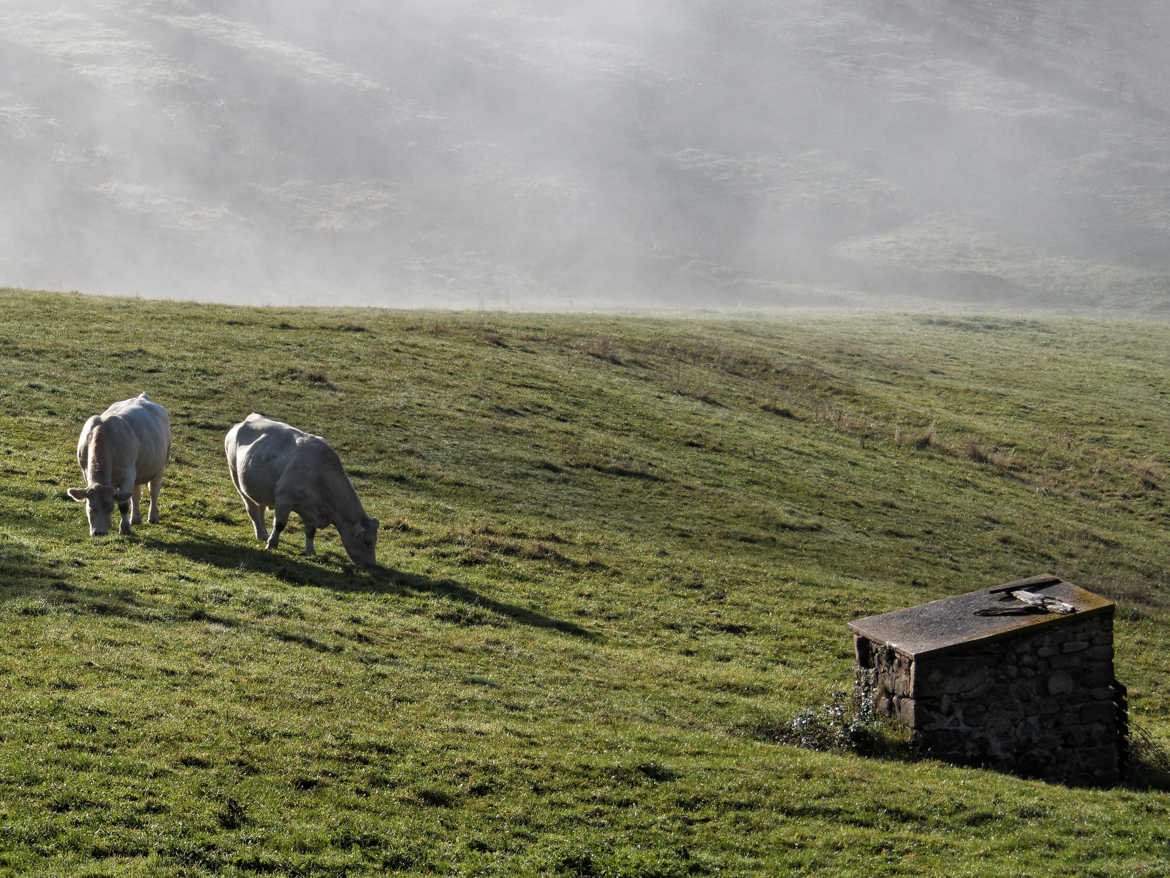 Brume et paturages