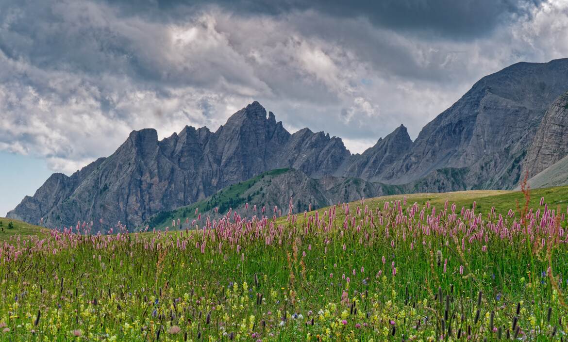 Haute montagne en fleur.