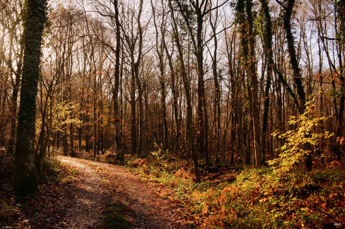 Lumière d'automne