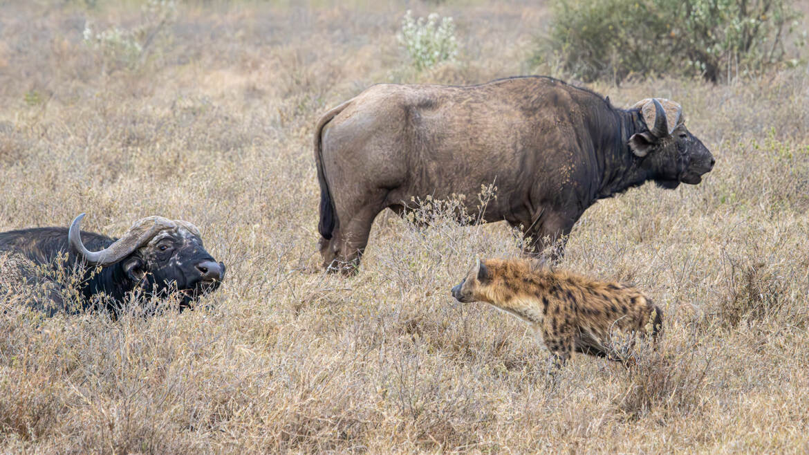 Interactions inter espèces