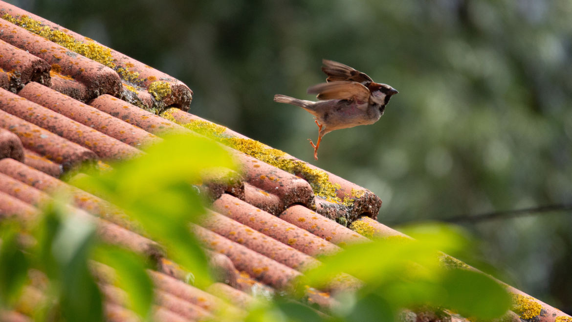 Moineau en vol