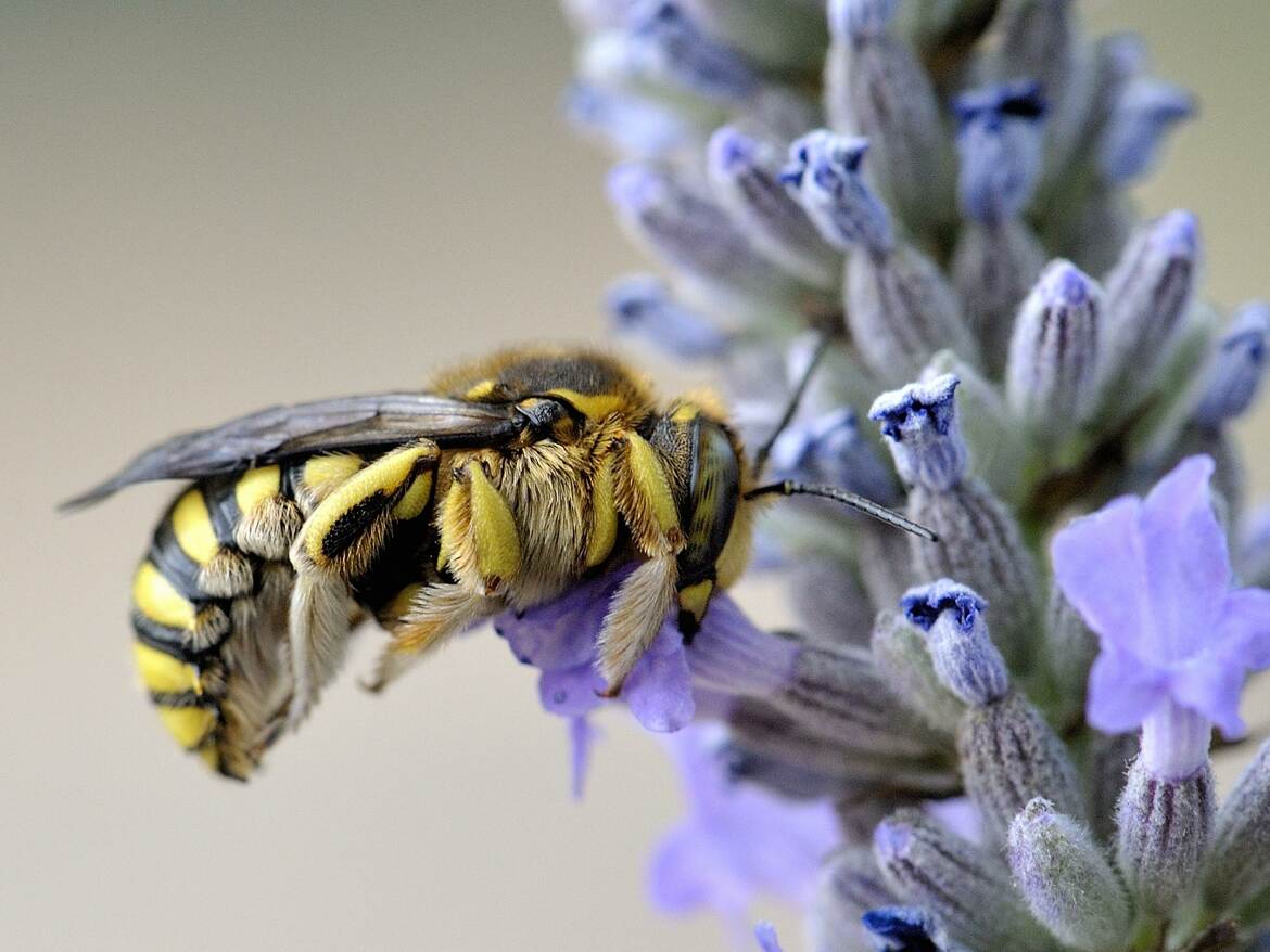 Amegilla albigena