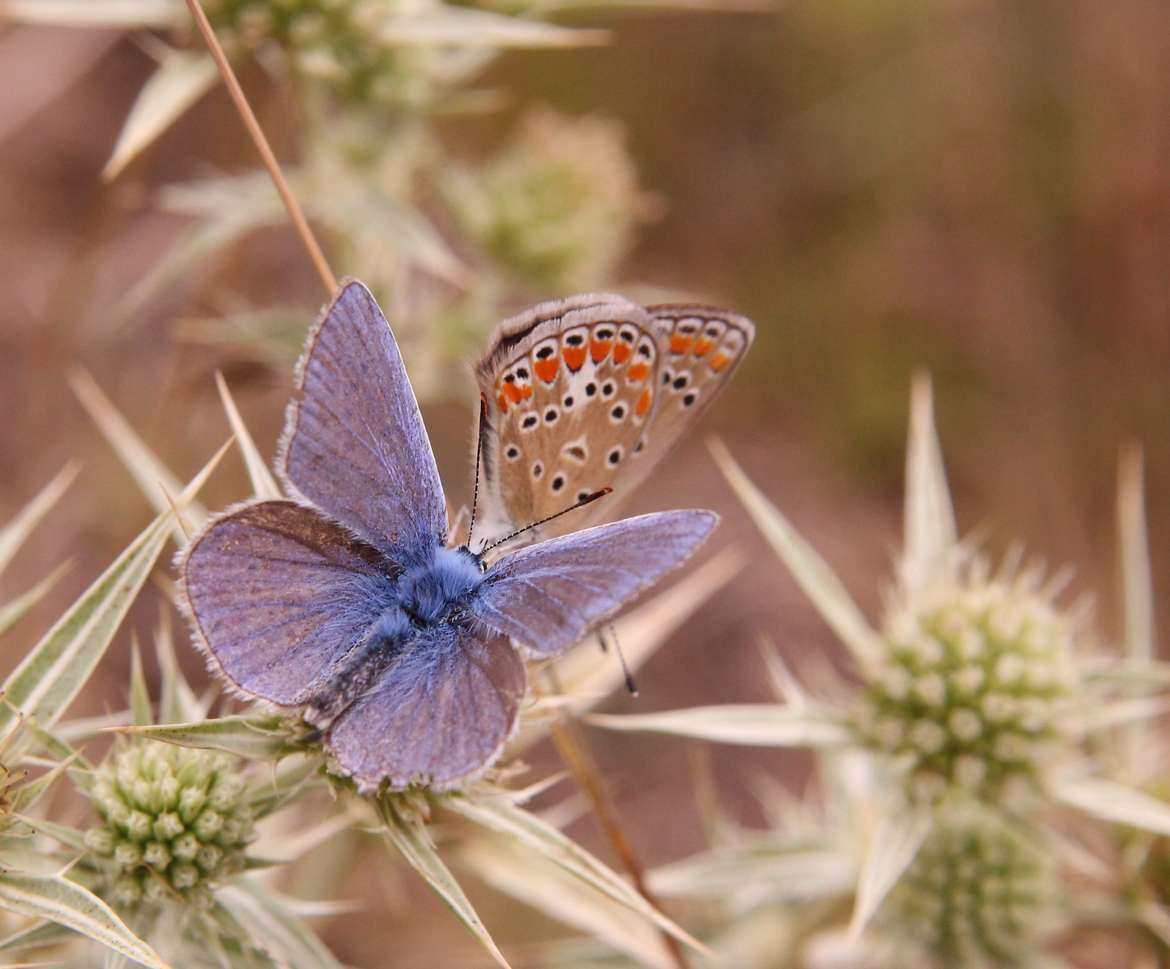 papillon bleu