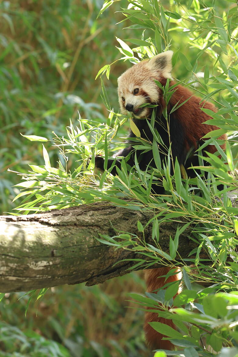 Le repas du panda roux