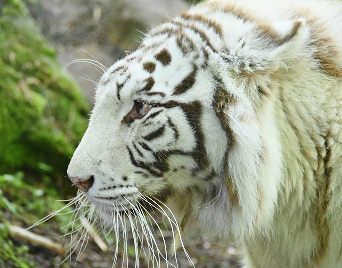 Tigre blanc