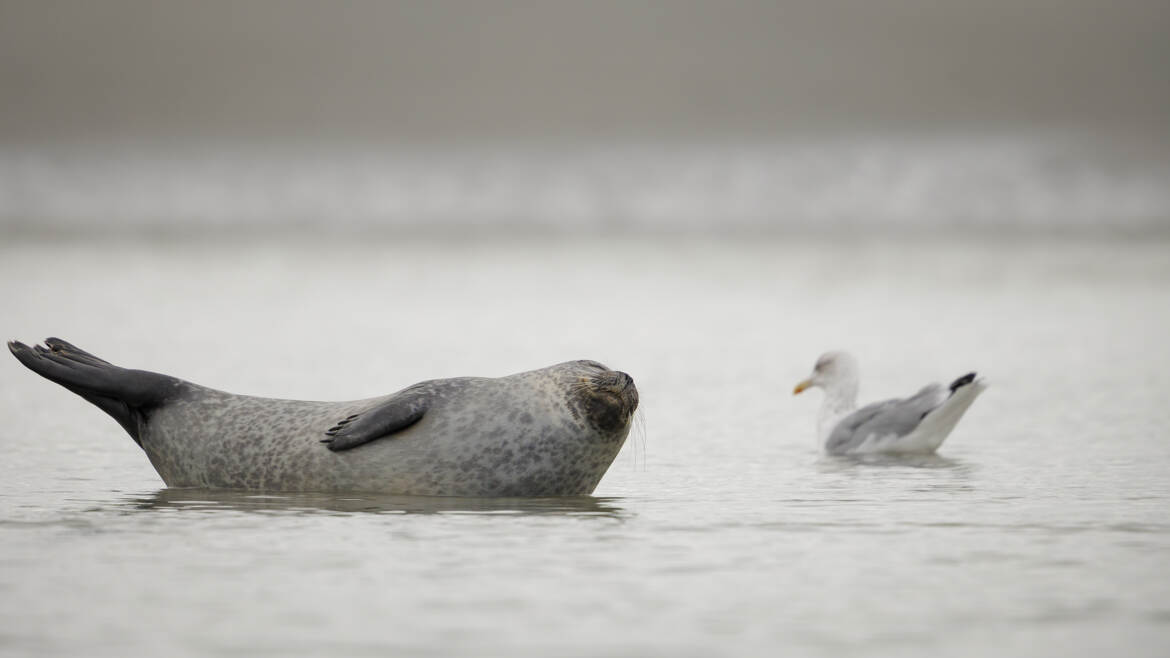 Je n'en ai rien à kicker