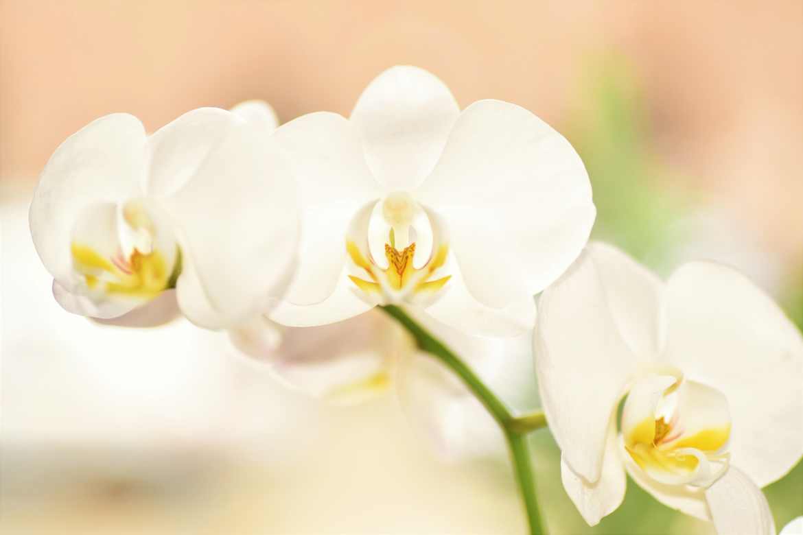 Orchidée 3