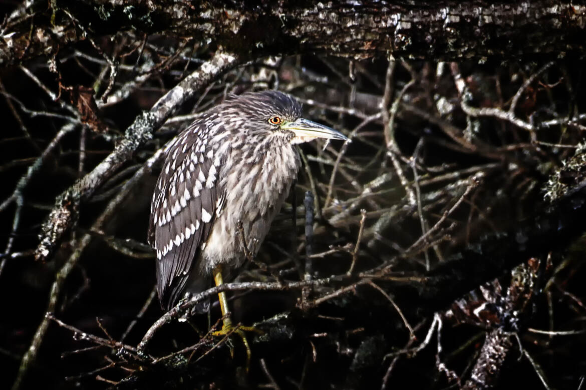 Bihoreau gris juvénile