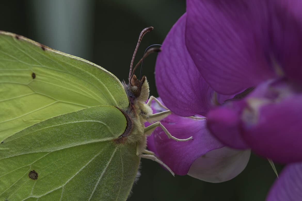 Cet été au jardin, le papillon Citron et la fleur rose.