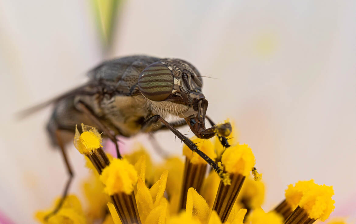 Une mouche, ça trompe!!