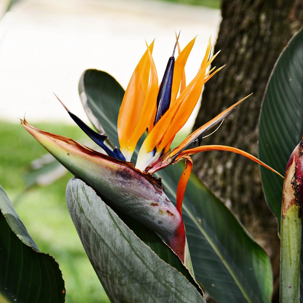 Strelitzia ou Oiseau de paradis