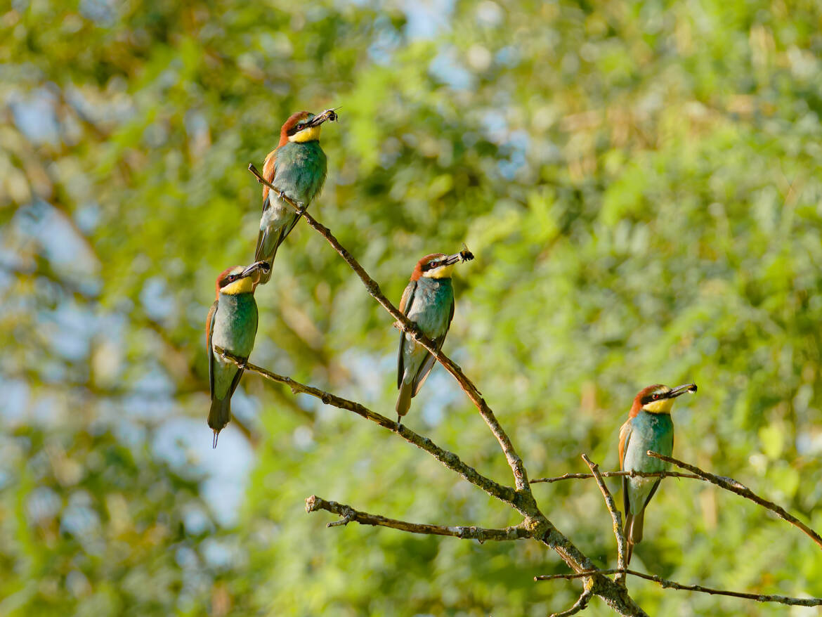 A chacun son bourdon