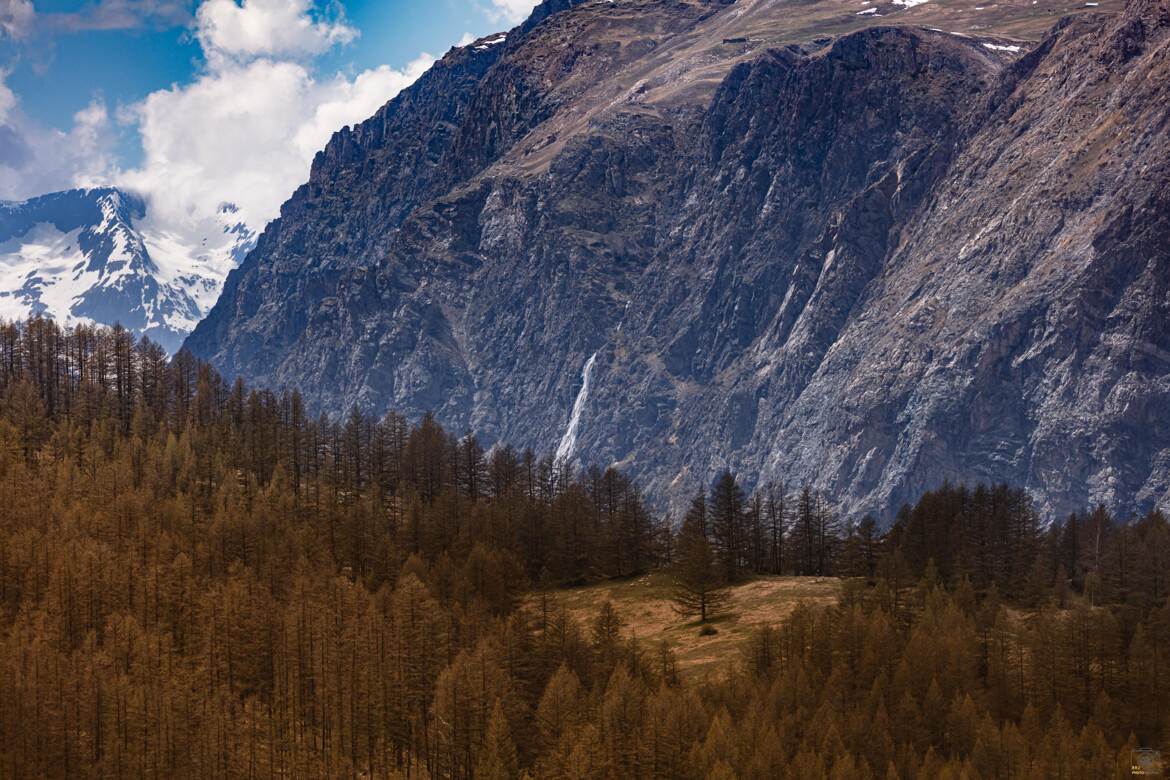 Mélèzes et montagnes