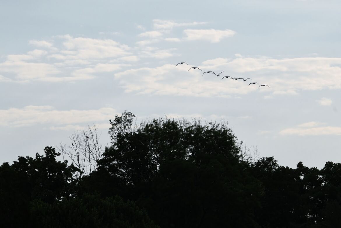 L'escadrille