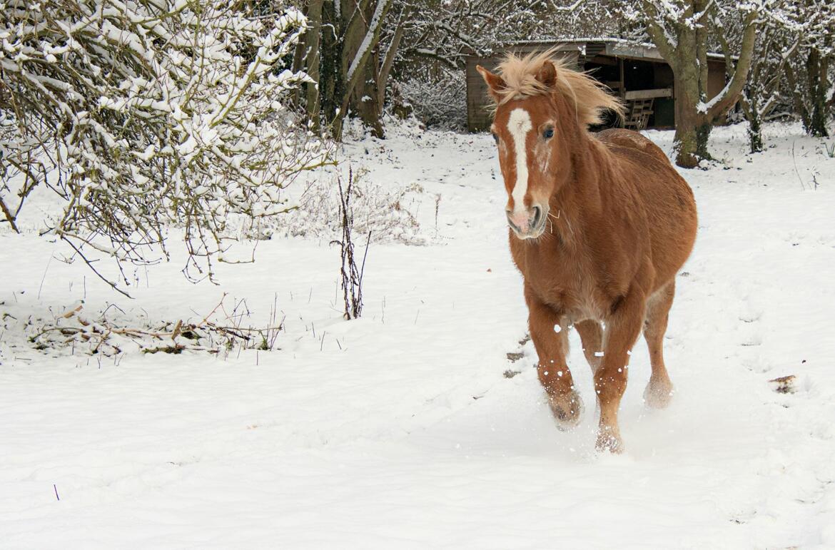 Caramel à la neige