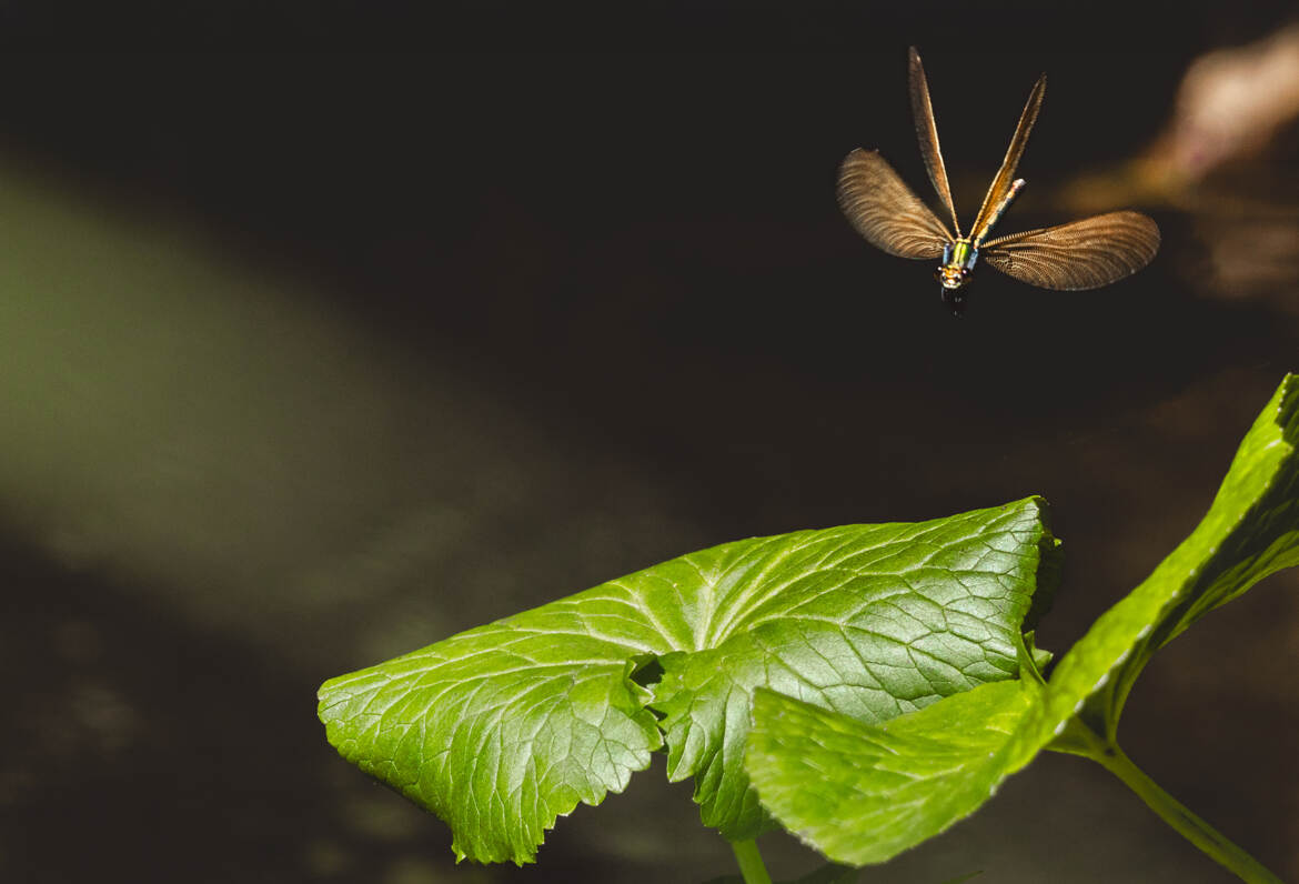 Aire d'atterrissage en vue