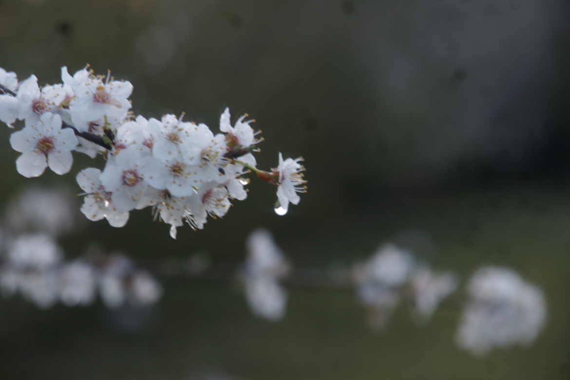 LES FLEURS