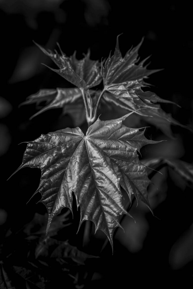 Histoire de feuille 4 et der !!!