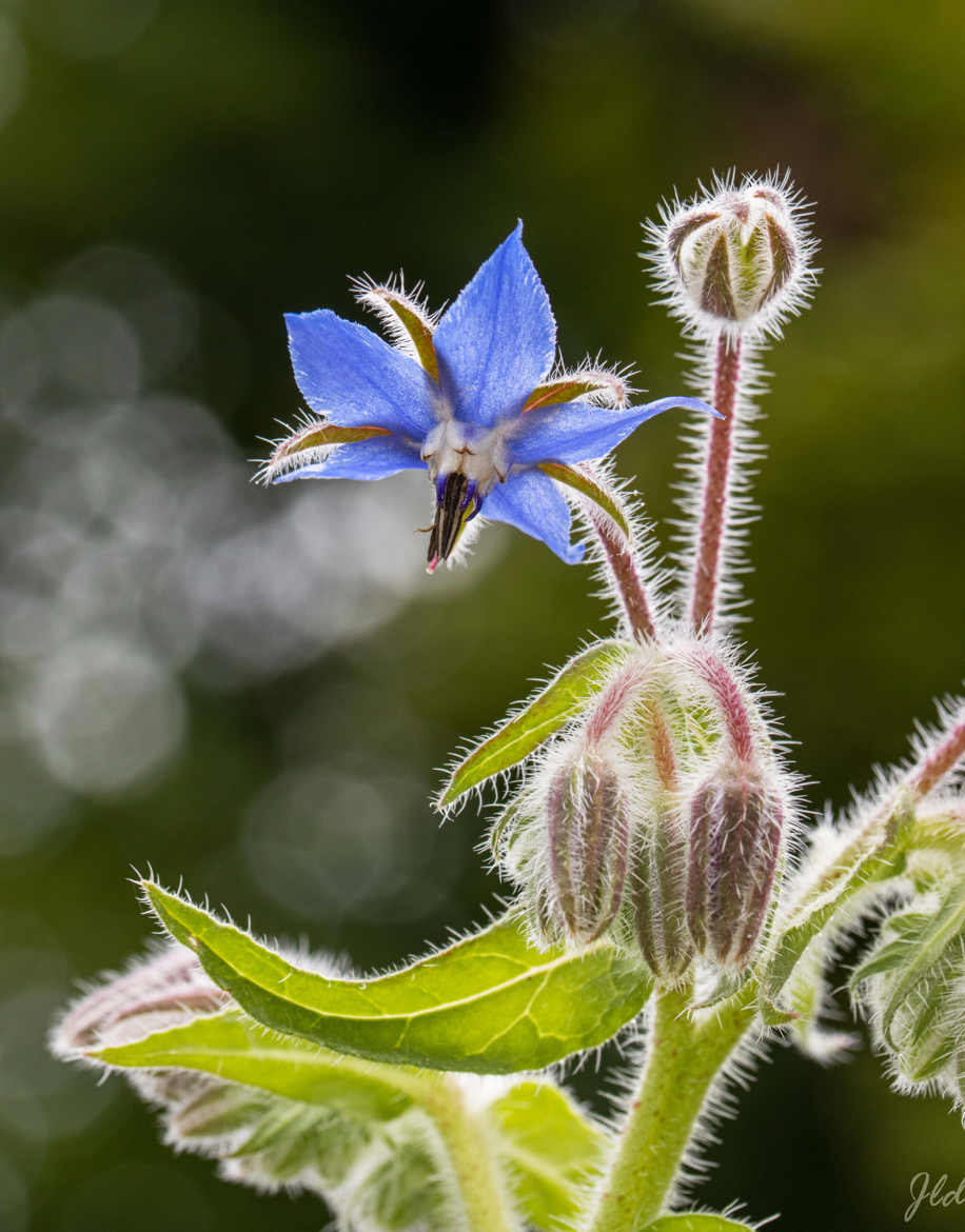 Fleur de bourrache