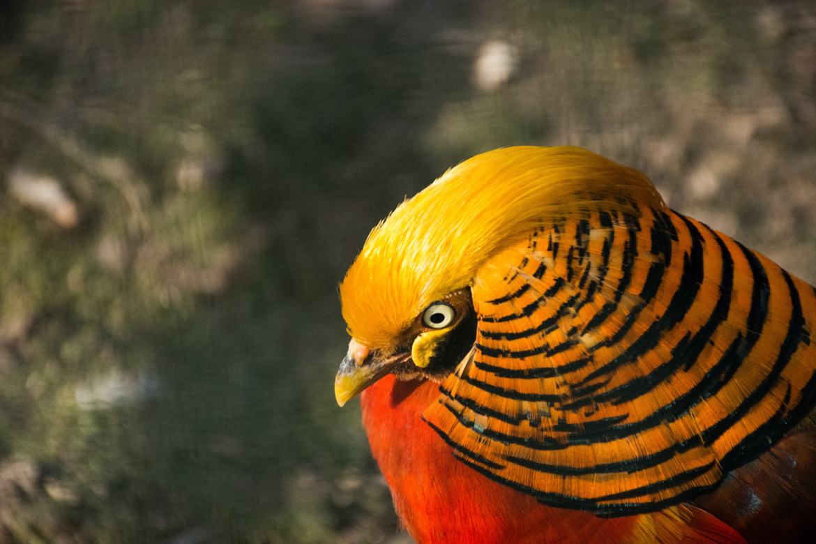 visite d'un zoo