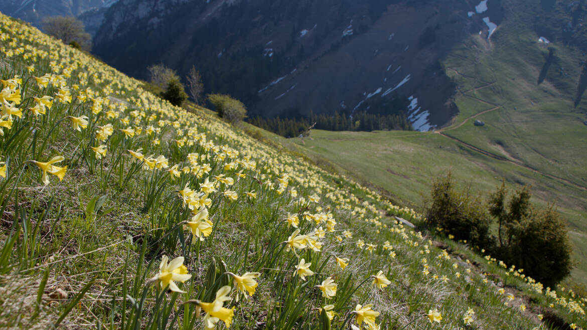 la couleur du printemps