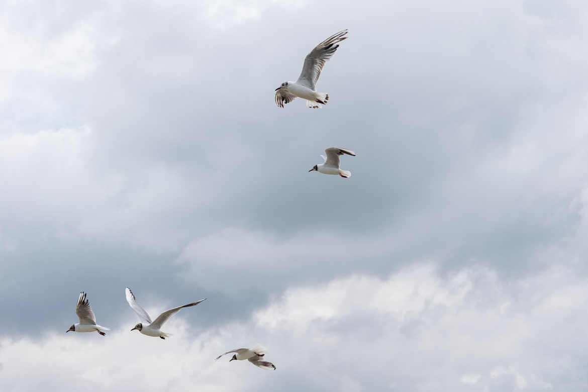 La patrouille des mouettes