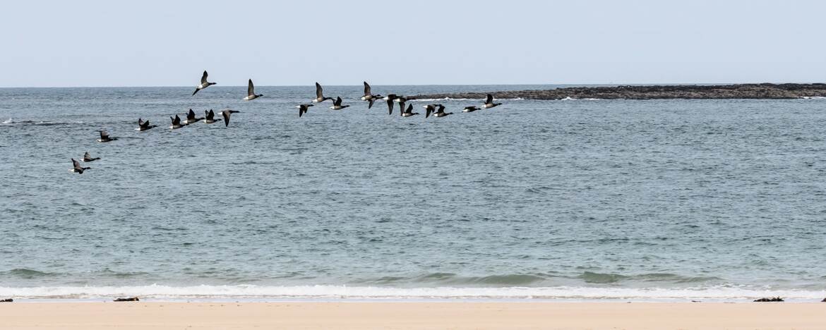 Vol de Cravant sur les côtes bretonne