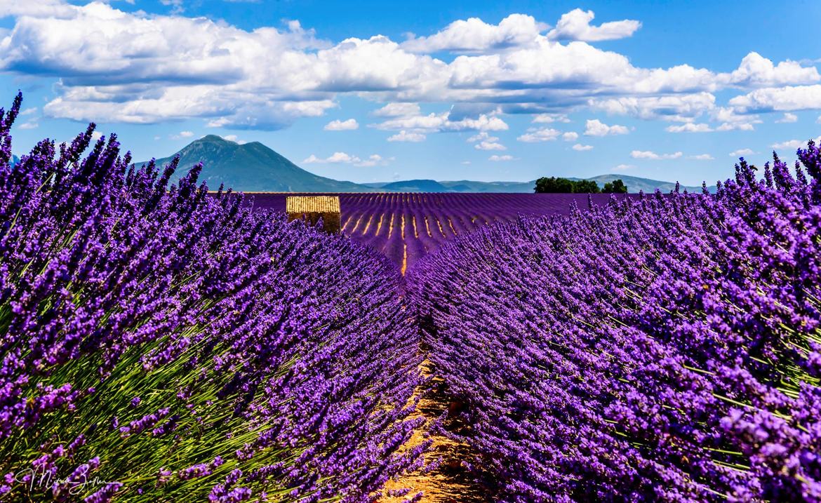 Valensole