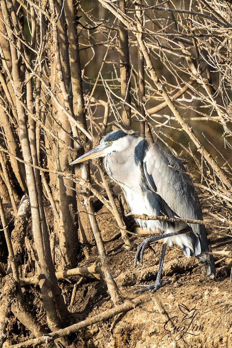 Chut je suis à l'affut