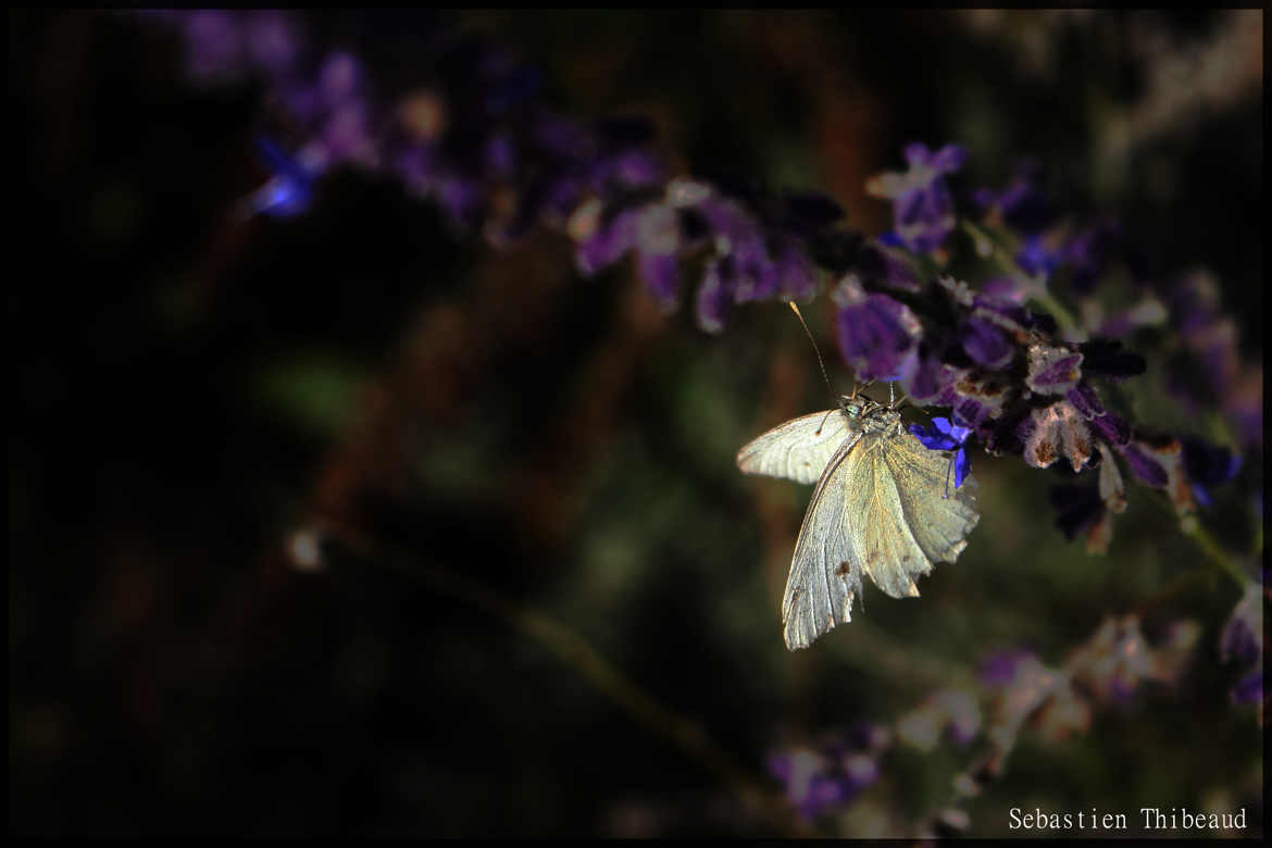 Papillon de lumiere