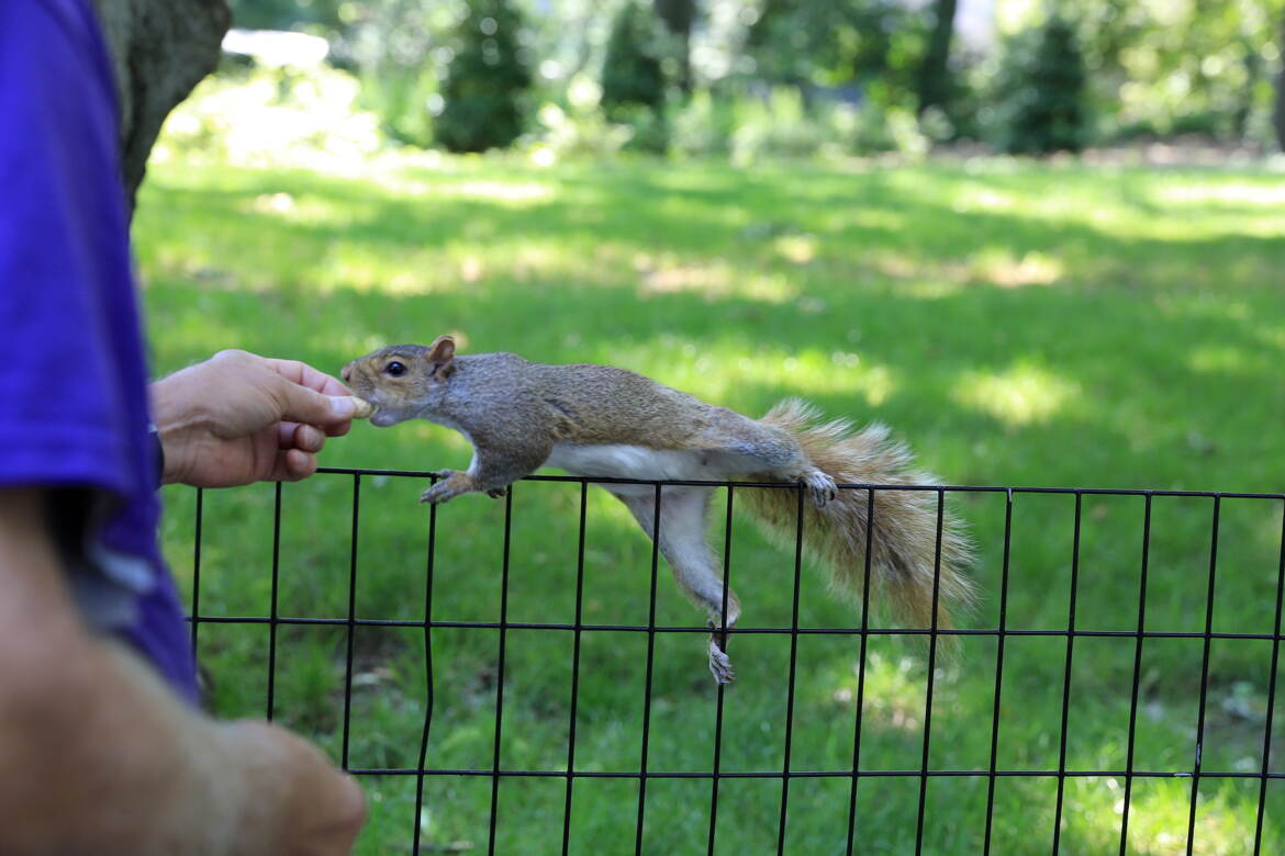 Ecureuil à Central Park