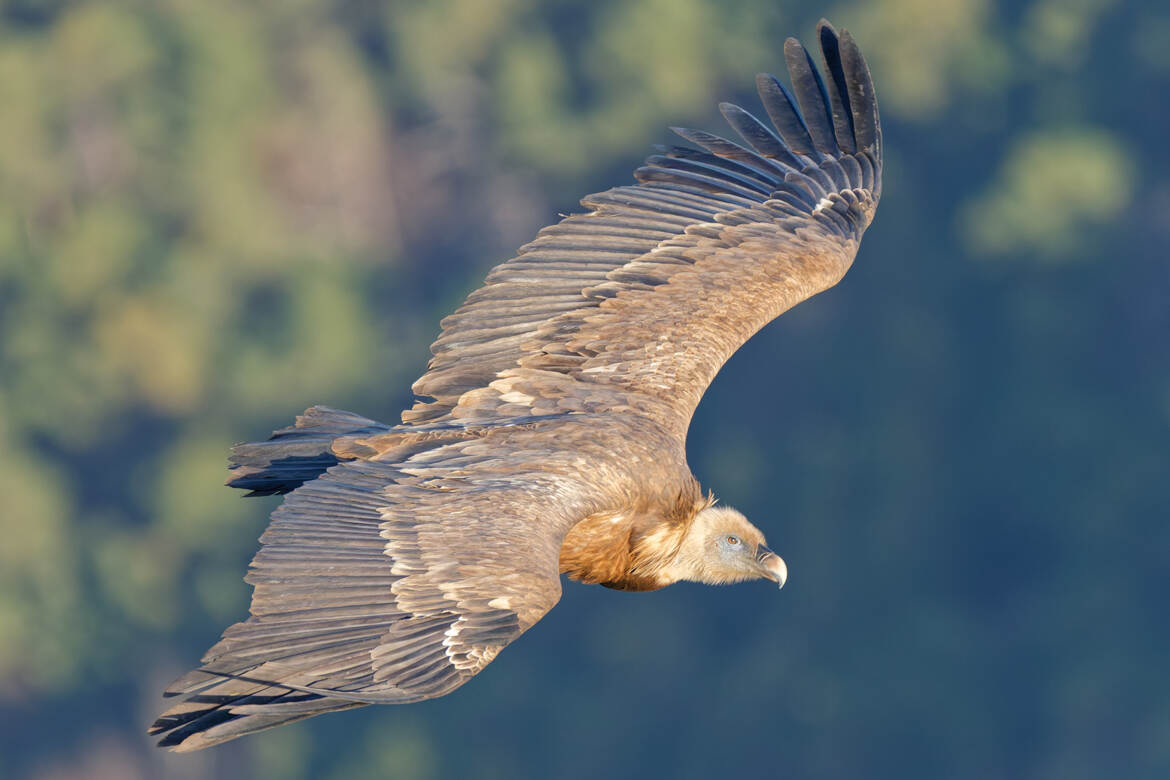 Des journées entières à les observer...
