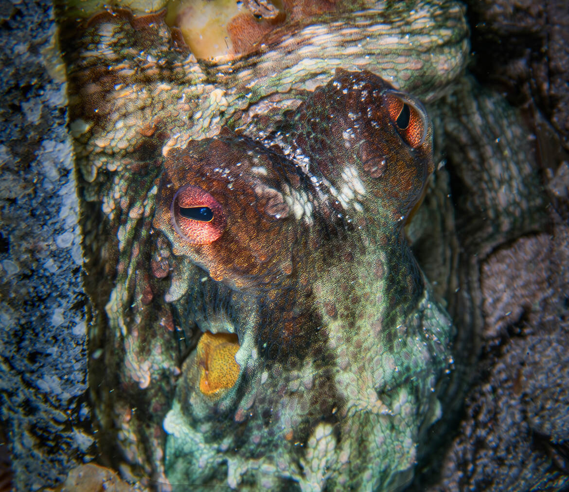 Planqué mais vigilant !