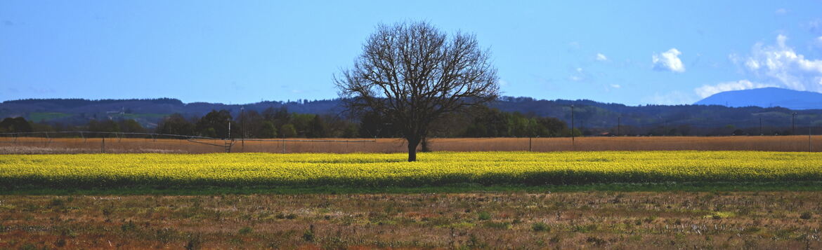 Horizontales.............