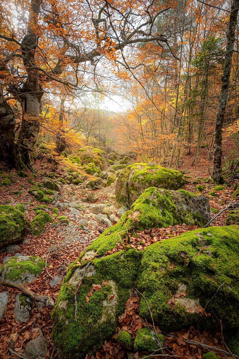 Perspective automnale