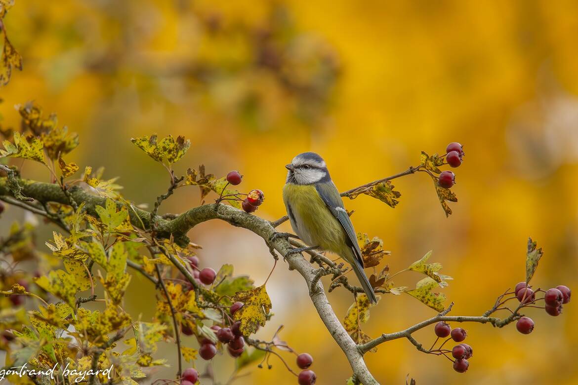 mésange bleue