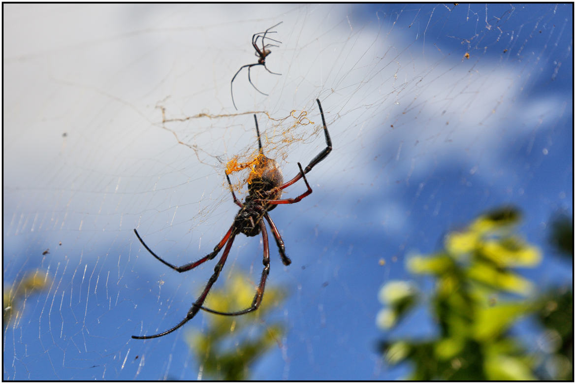 Araignée géante de Rodrigues