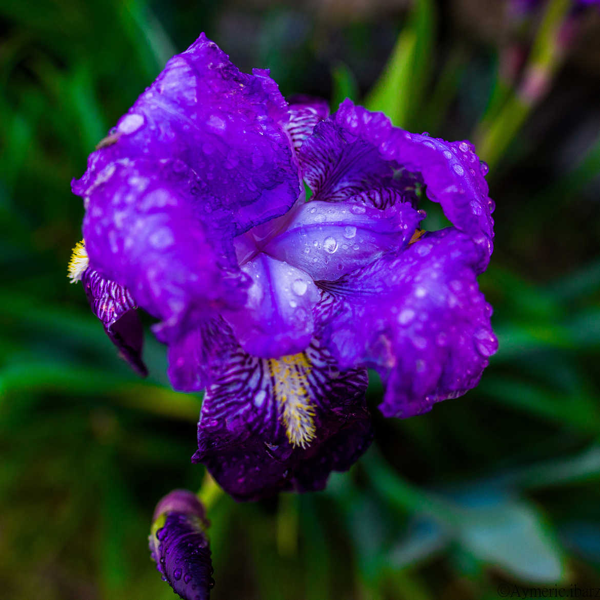 nature violette