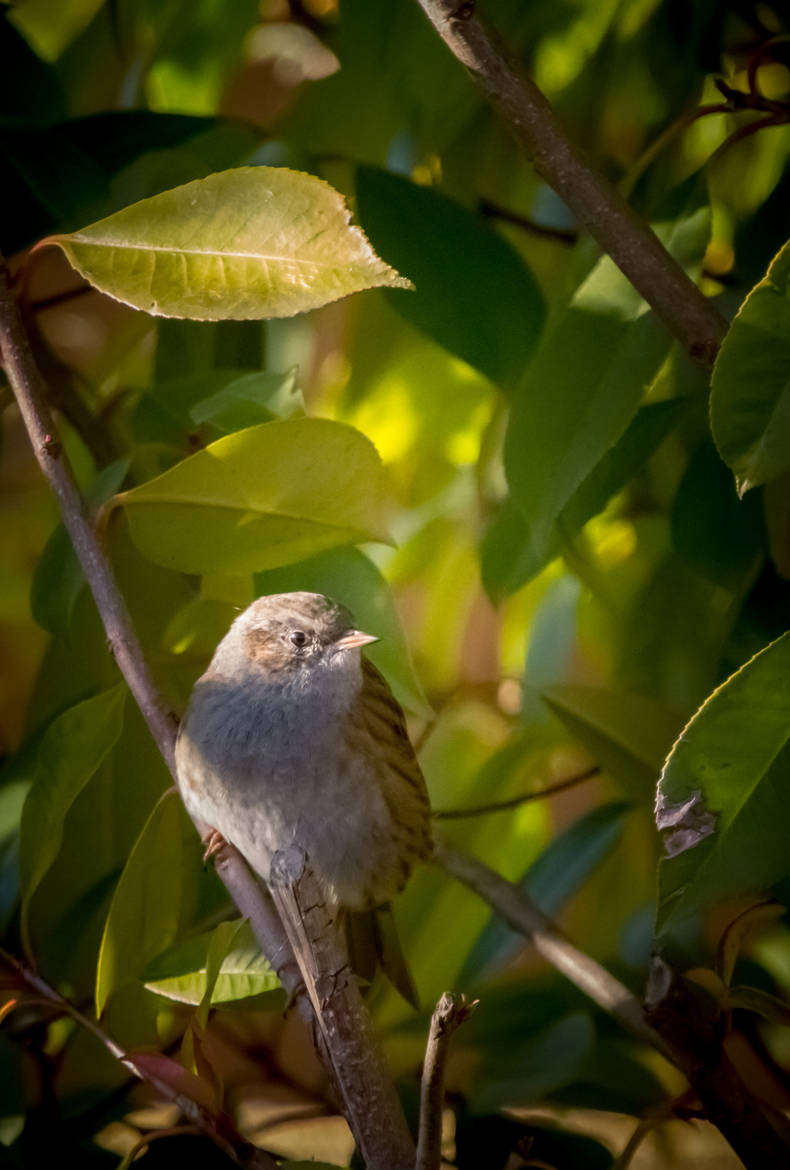 p'tit accenteur mouchet