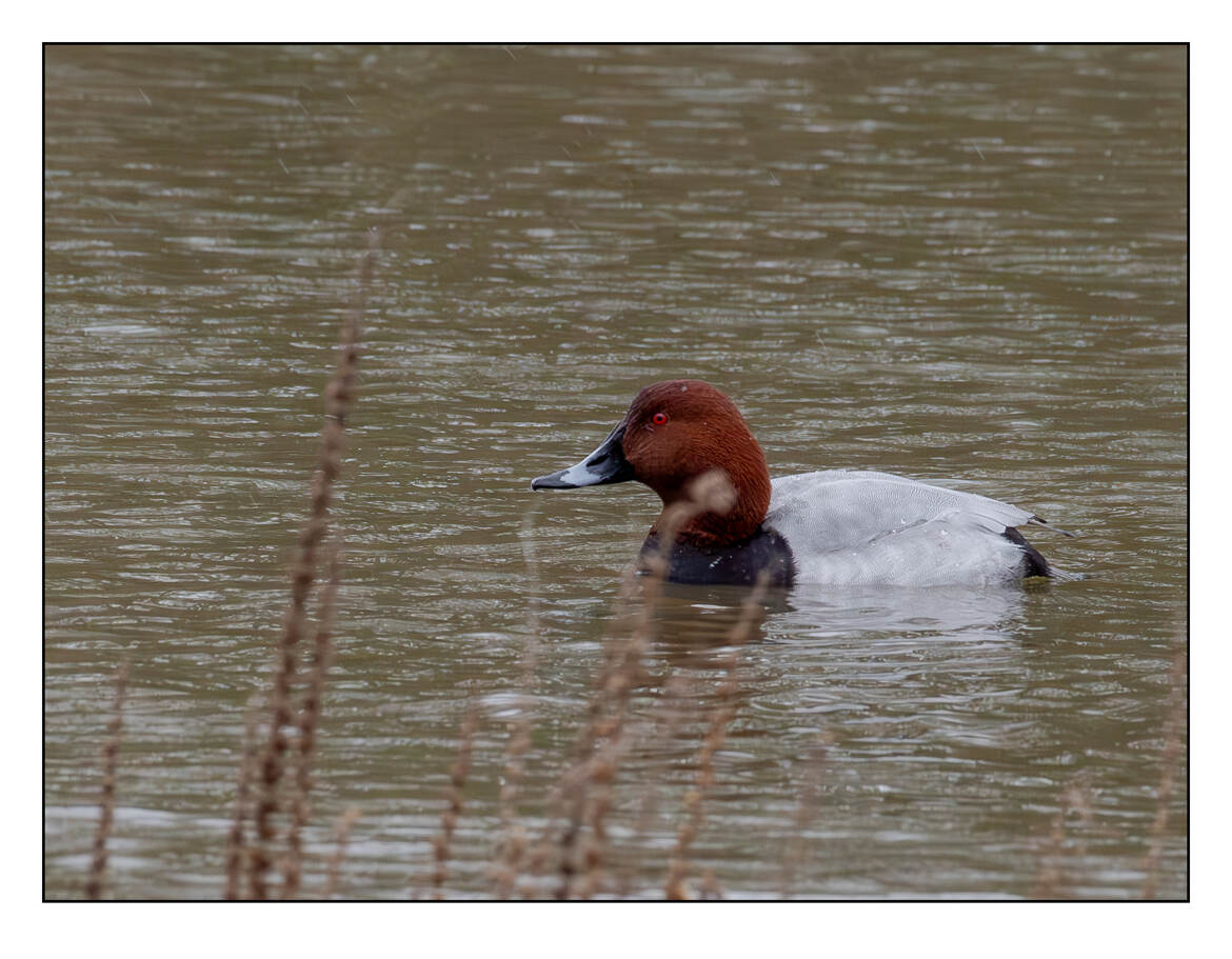 Fuligule milouinun, le canard plongeur.