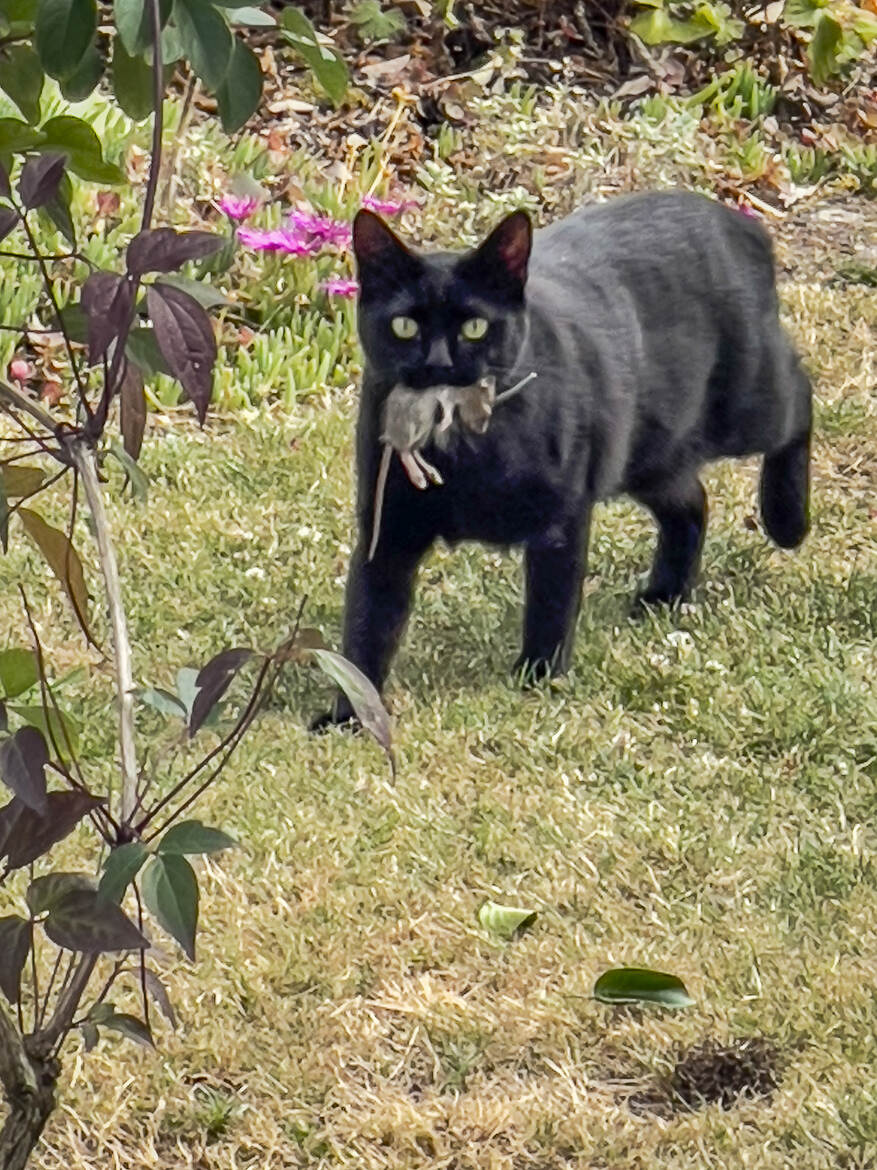 le jeu du chat et de l'ex souris