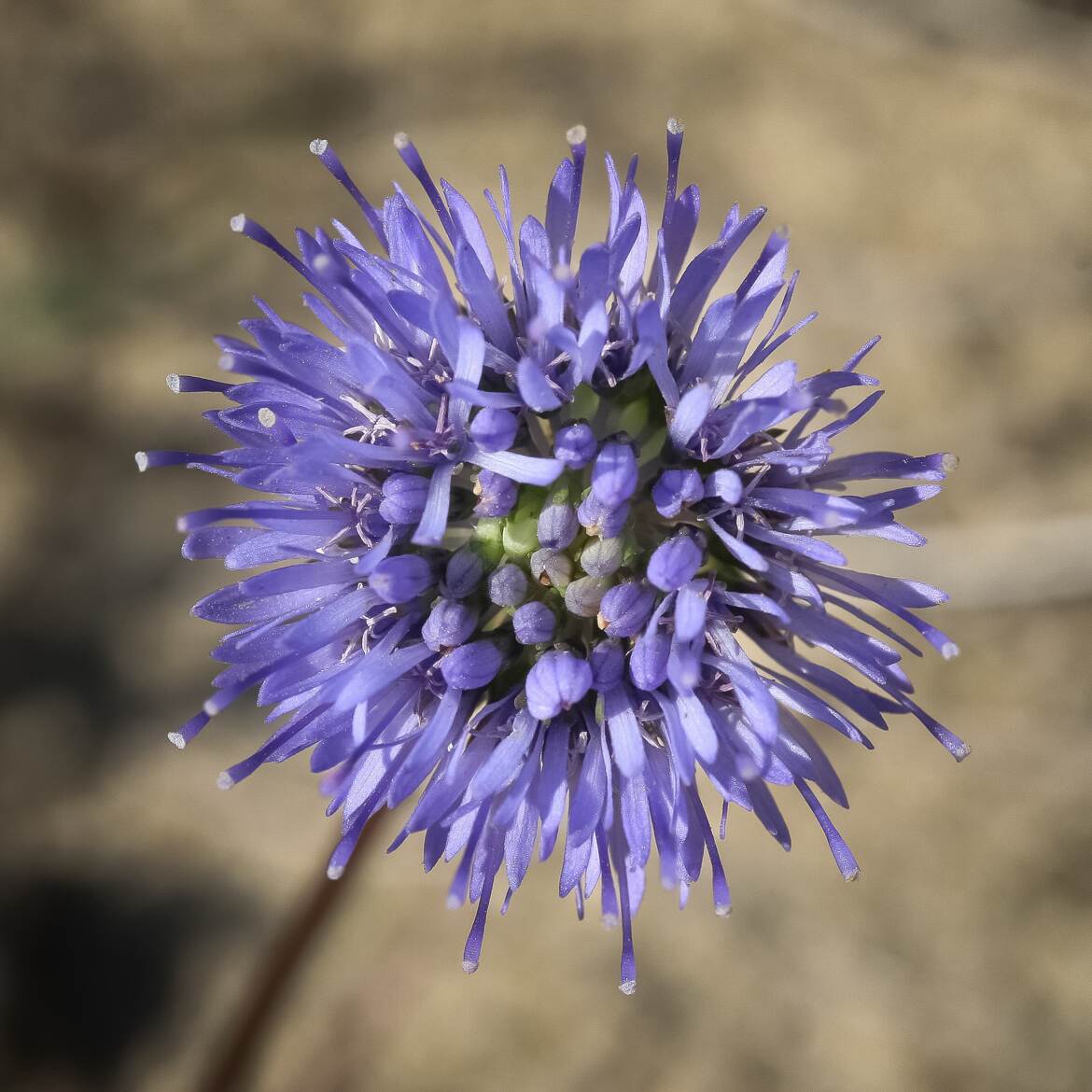 Archives floristiques : Jasione des montagnes