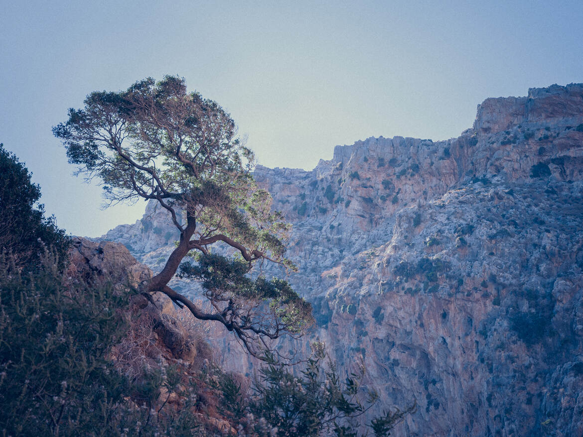 Tree and Stone 1