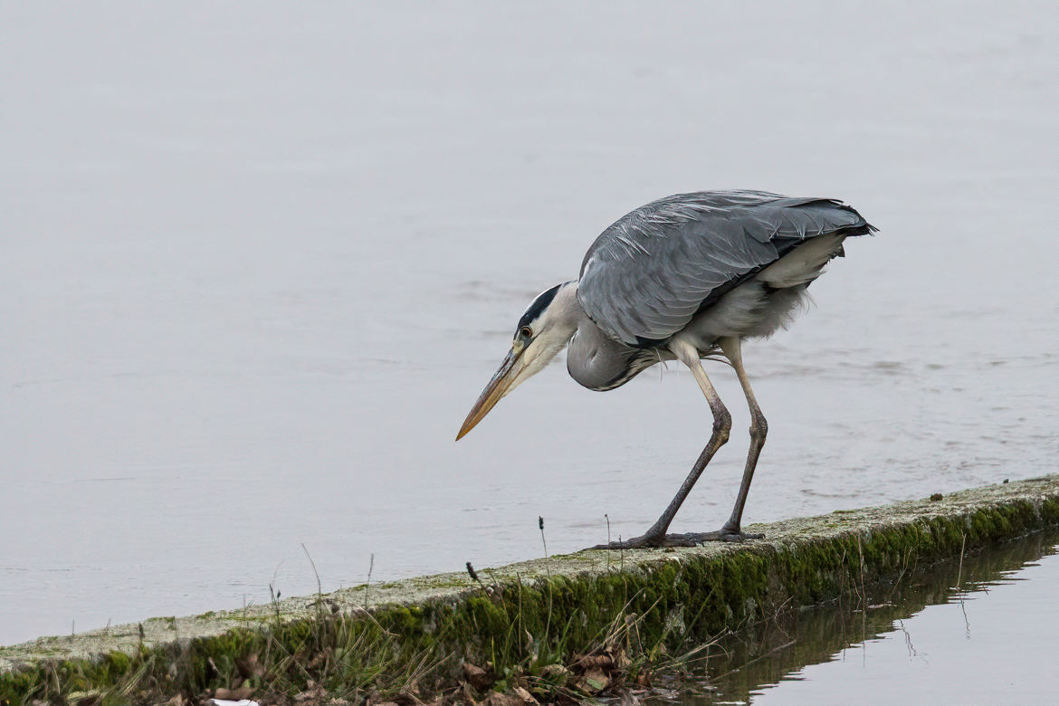 Héron à la pêche