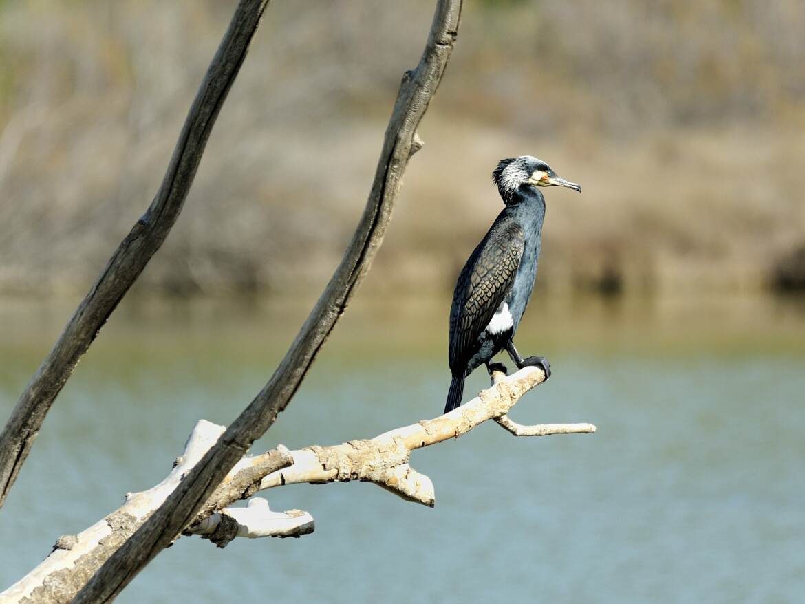 Cormoran